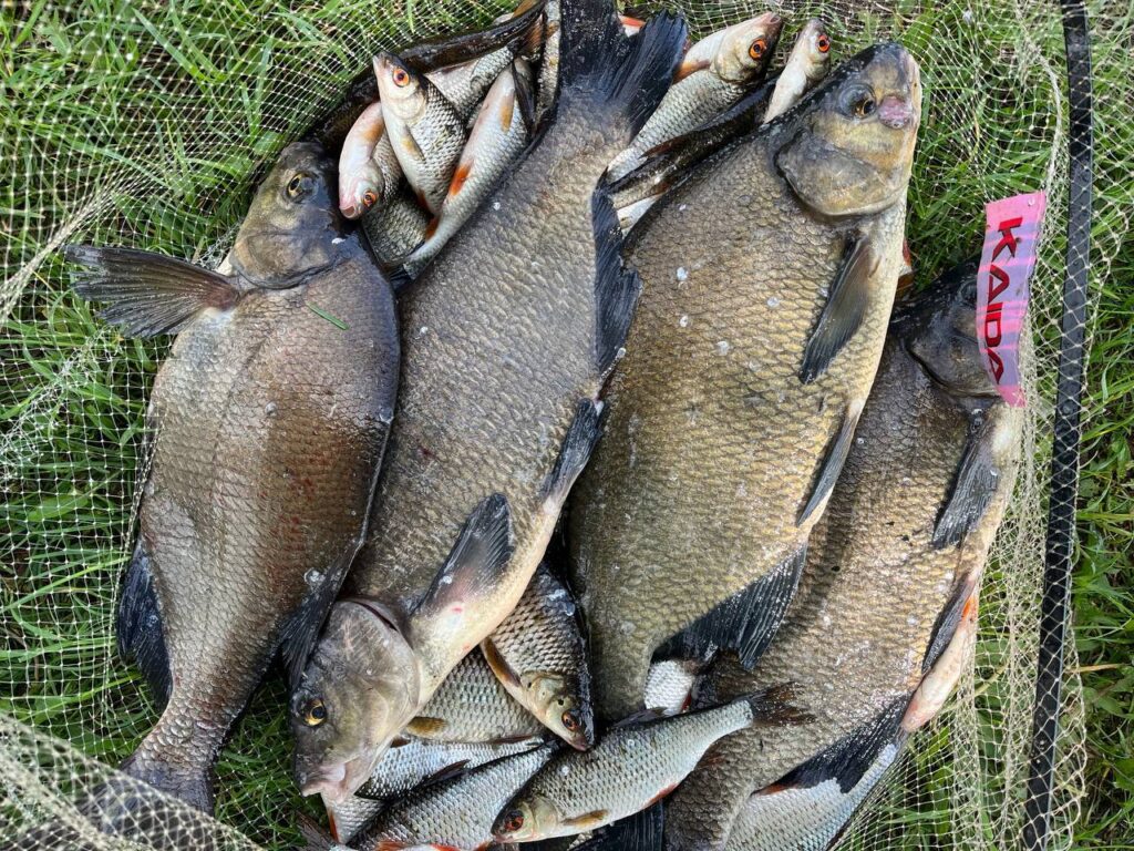 Обработка и хранение улова: что делать с пойманной рыбой